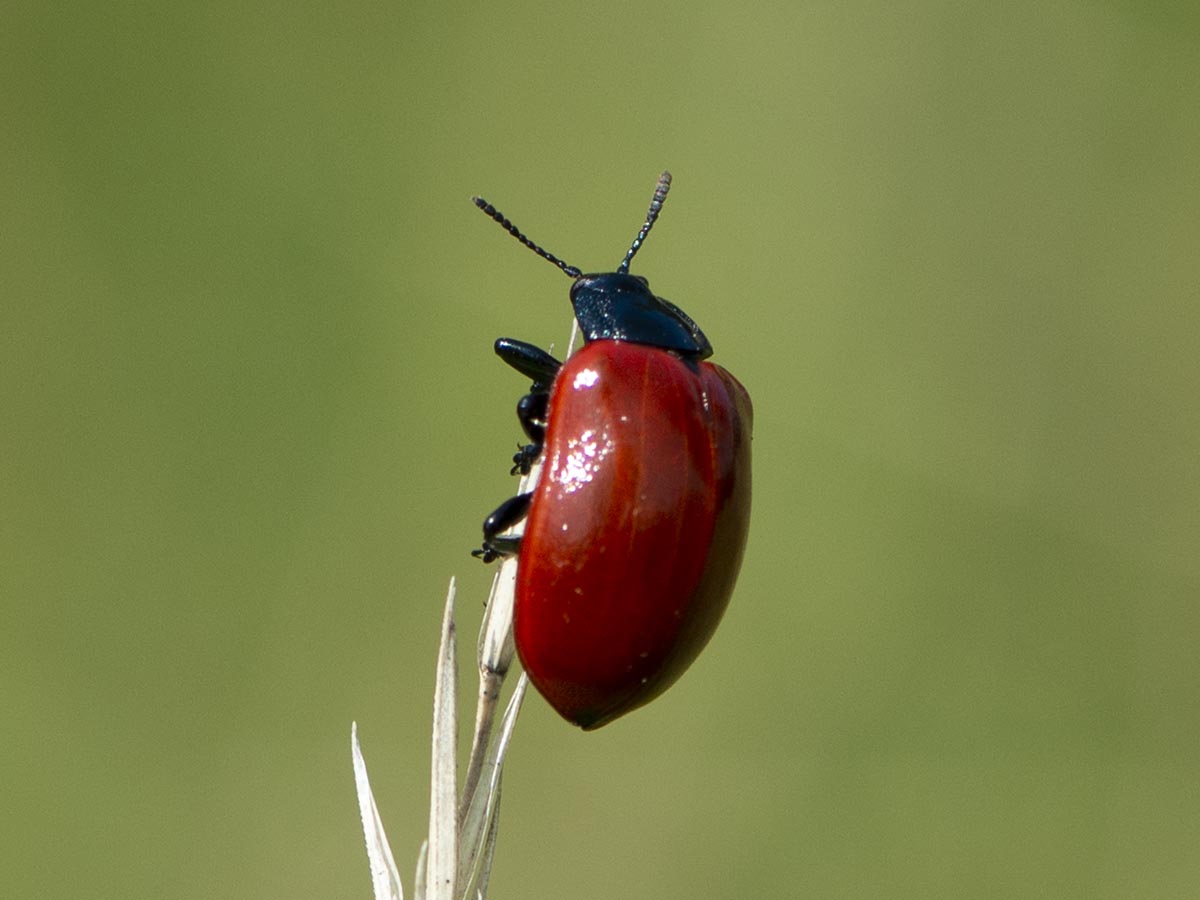 Habitus